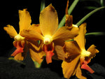 Carica l'immagine nel visualizzatore Galleria, Paraphalaenopsis labukensis x Vanda denisoniana