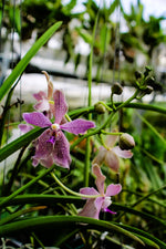 Carica l'immagine nel visualizzatore Galleria, Paraphalaenopsis laycockii x Vanda Chulee