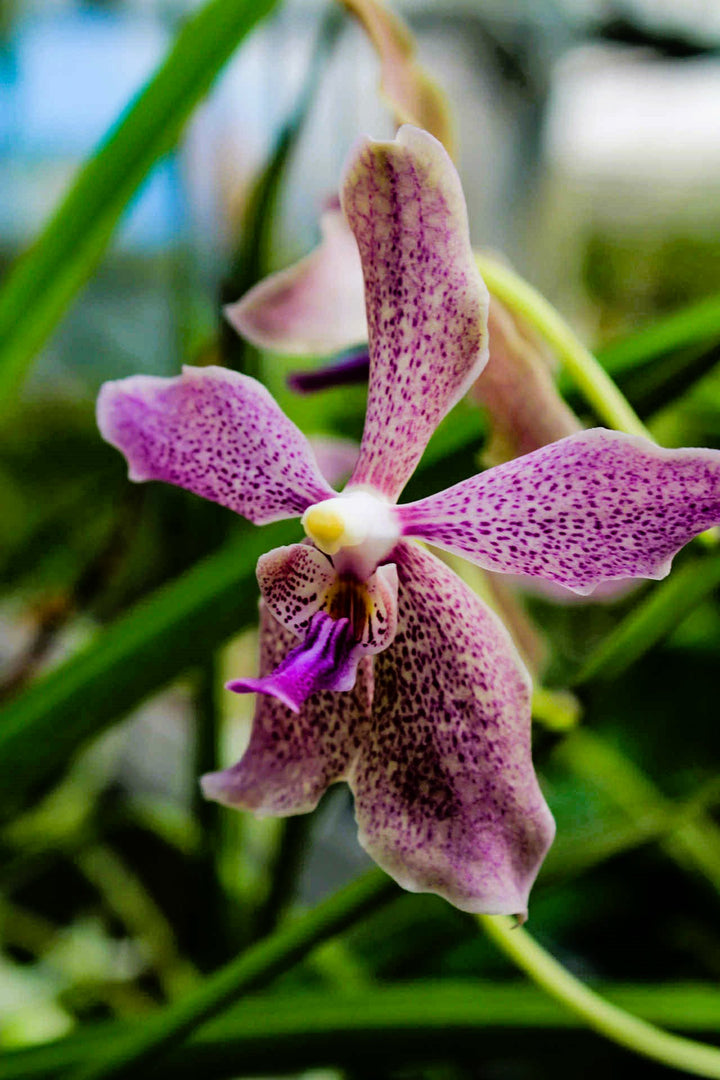 Paraphalaenopsis laycockii x Vanda Chulee