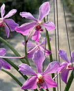 Carica l'immagine nel visualizzatore Galleria, Paraphalaenopsis laycockii x Vanda Chulee