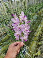 Carica l'immagine nel visualizzatore Galleria, Paraphalaenopsis laycockii x Vanda Kouishiro Ikai