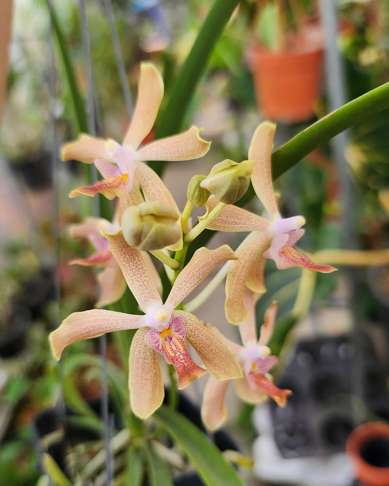 Paraphalaenopsis laycockii x Vanda limbata