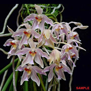 Paraphalaenopsis laycockii