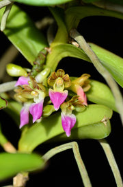 Pelatantheria insectifera