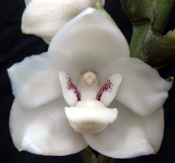Peristeria elata x sib