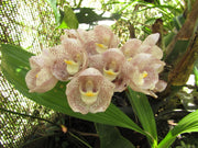 Peristeria albirosa (elata x pendula)