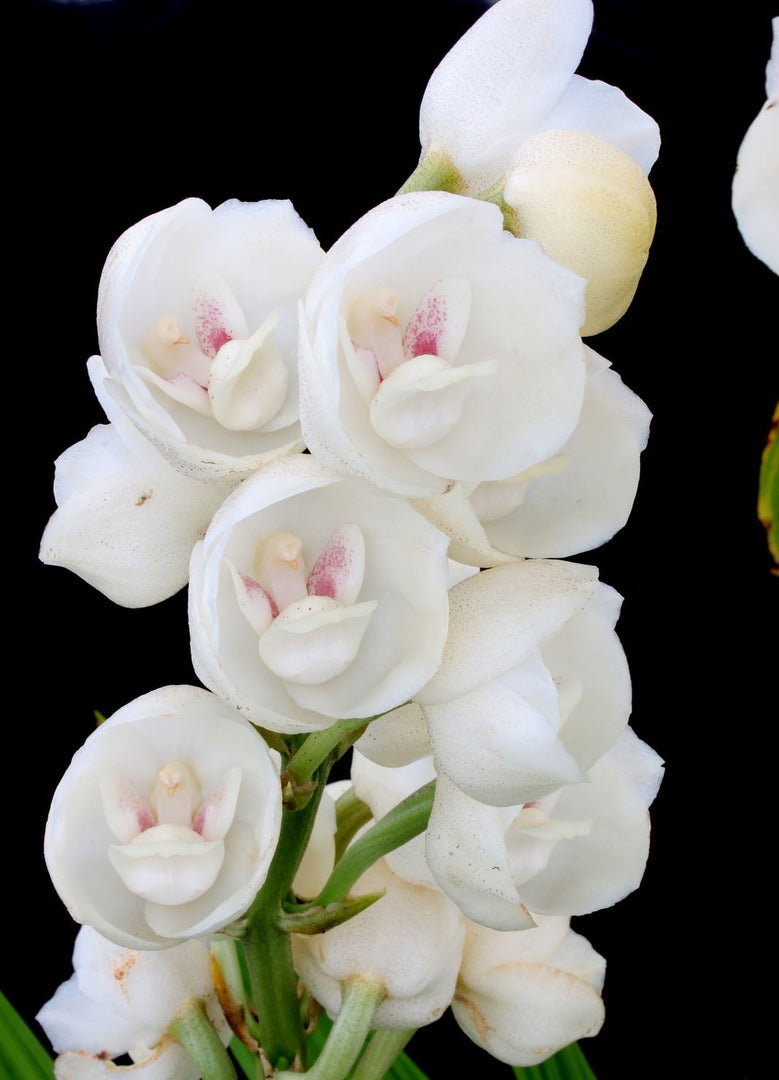 Peristeria elata x sib