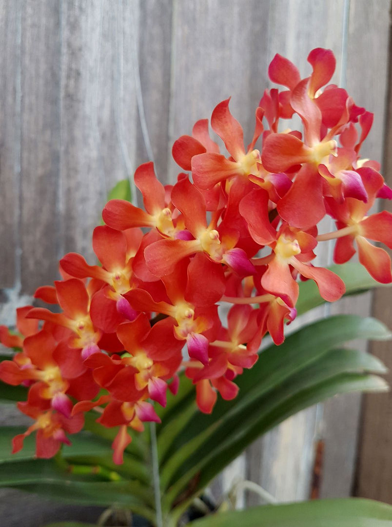 Perreiraara Tango Fire (Rhynchorides Bangkok Sunset x Ren. Storiei)