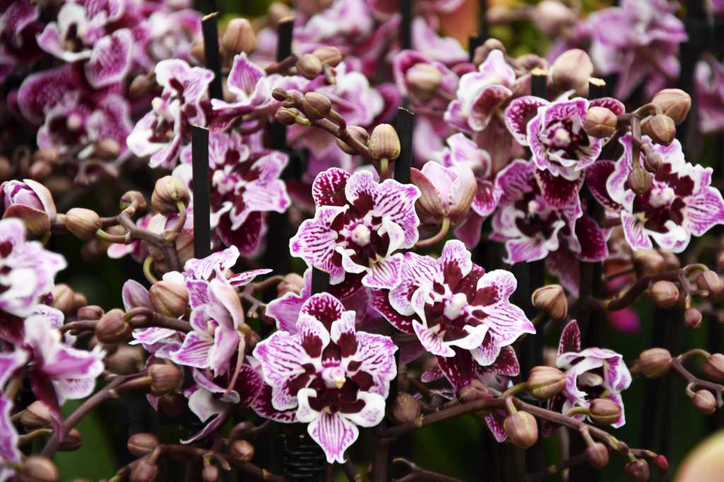 Phalaenopsis Baroccan 2 eyes