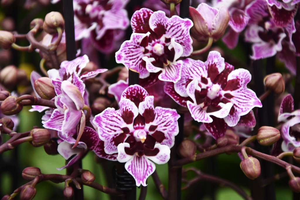 Phalaenopsis Baroccan 2 eyes