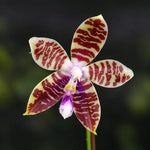 Chargez l'image dans la visionneuse de galerie, Phalaenopsis Tying Shin Fly Eagle × Phal. tetraspis 'C1'