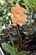 Load image into Gallery viewer, Phalaenopsis Phoenix