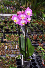 Load image into Gallery viewer, Phalaenopsis Split