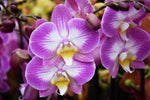 Load image into Gallery viewer, Phalaenopsis Split