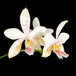 Carica l'immagine nel visualizzatore Galleria, Phalaenopsis Tetra Star '3283' (Phalaenopsis stuartiana x Phalaenopsis tetraspis)