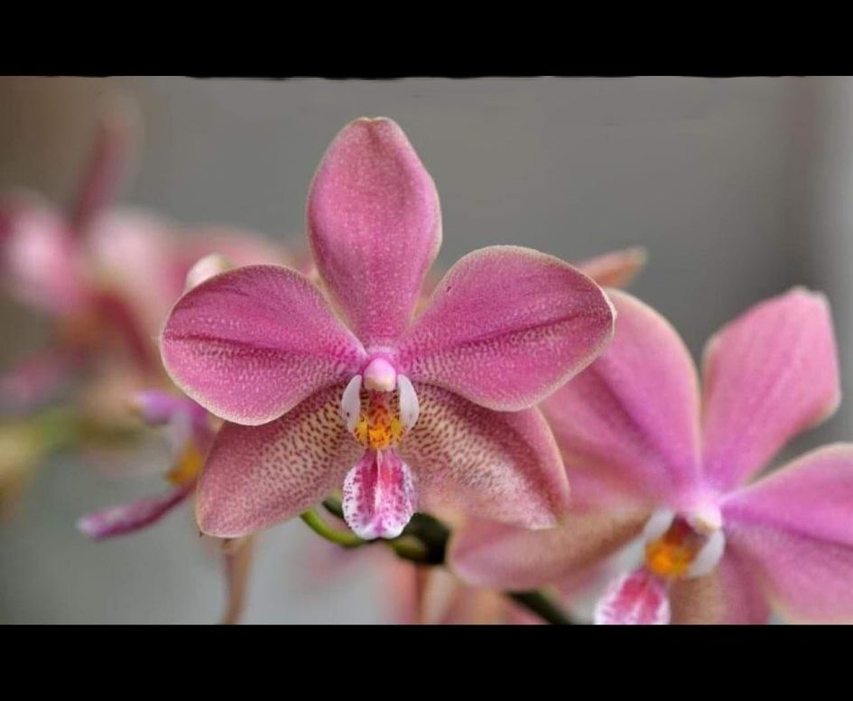 Phalaenopsis Bronze Maiden (schilleriana x mannii 'Black' ) 'Venus Perfume'