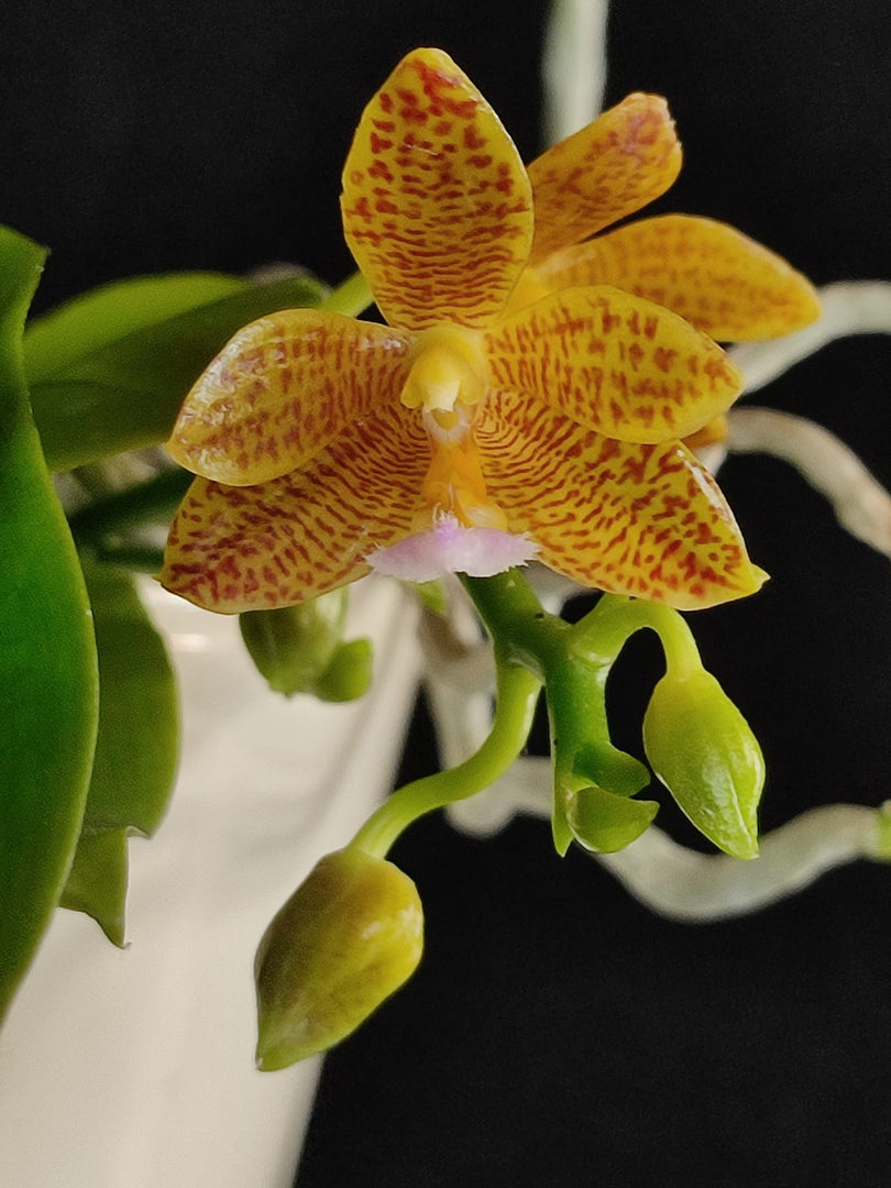 Phalaenopsis Jazz Man (mannii x javanica)