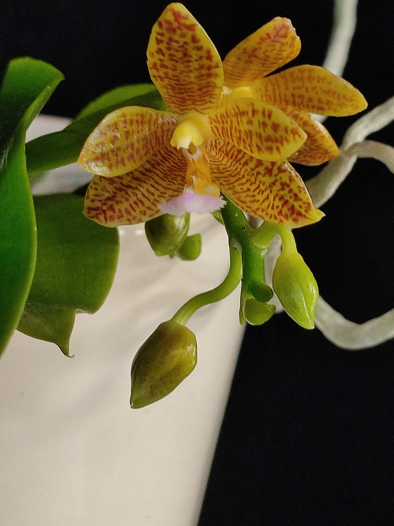 Phalaenopsis Jazz Man (mannii x javanica)