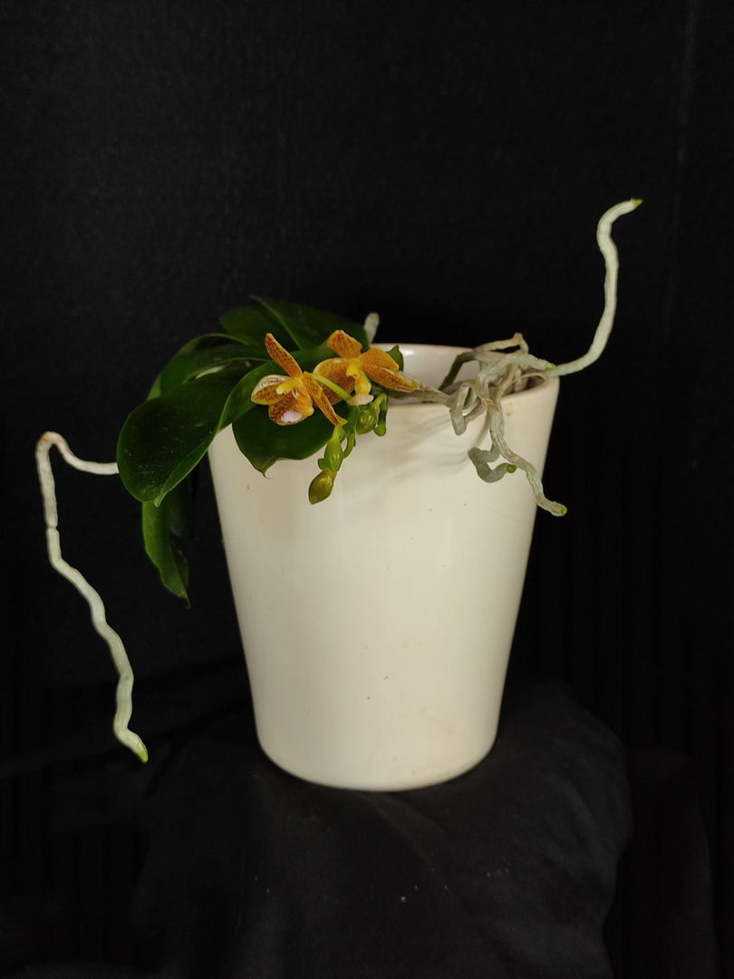 Phalaenopsis Jazz Man (mannii x javanica)