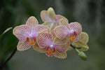 Carica l'immagine nel visualizzatore Galleria, OFFERTA ORCHIDEE RICADENTI