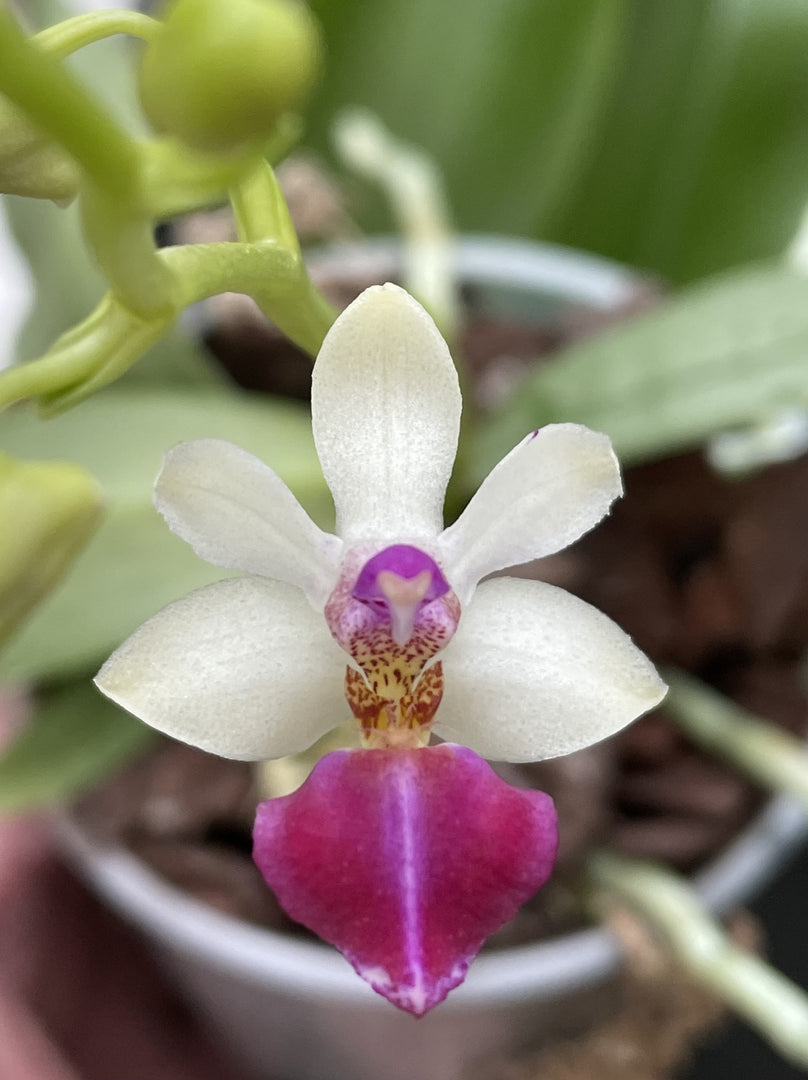Phalaenopsis Anna Larati Soekardi x Phal. lobbii