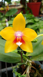 Load image into Gallery viewer, Phalaenopsis Meidarland Firewall (Phal. LD's Bear King x Meidarland Red Sun)