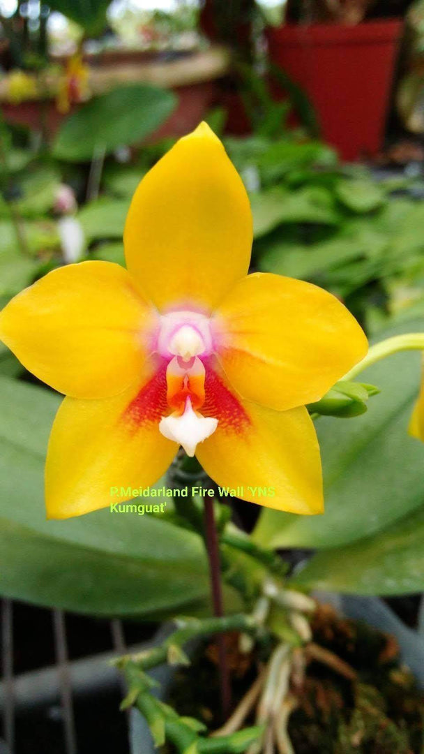 Phalaenopsis Meidarland Firewall (Phal. LD's Bear King x Meidarland Red Sun)