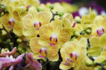 Carica l'immagine nel visualizzatore Galleria, Phalaenopsis Mini Bright Yellow