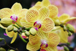 Carica l'immagine nel visualizzatore Galleria, Phalaenopsis Mini Bright Yellow
