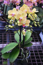 Carica l'immagine nel visualizzatore Galleria, Phalaenopsis Mini Bright Yellow