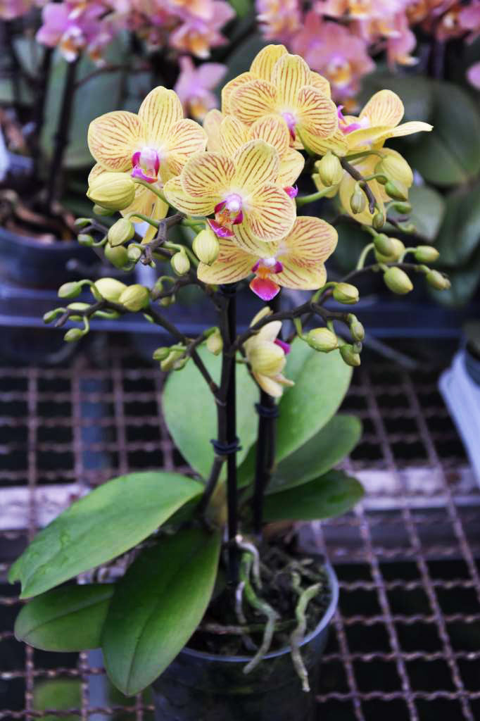 Phalaenopsis Mini Bright Yellow