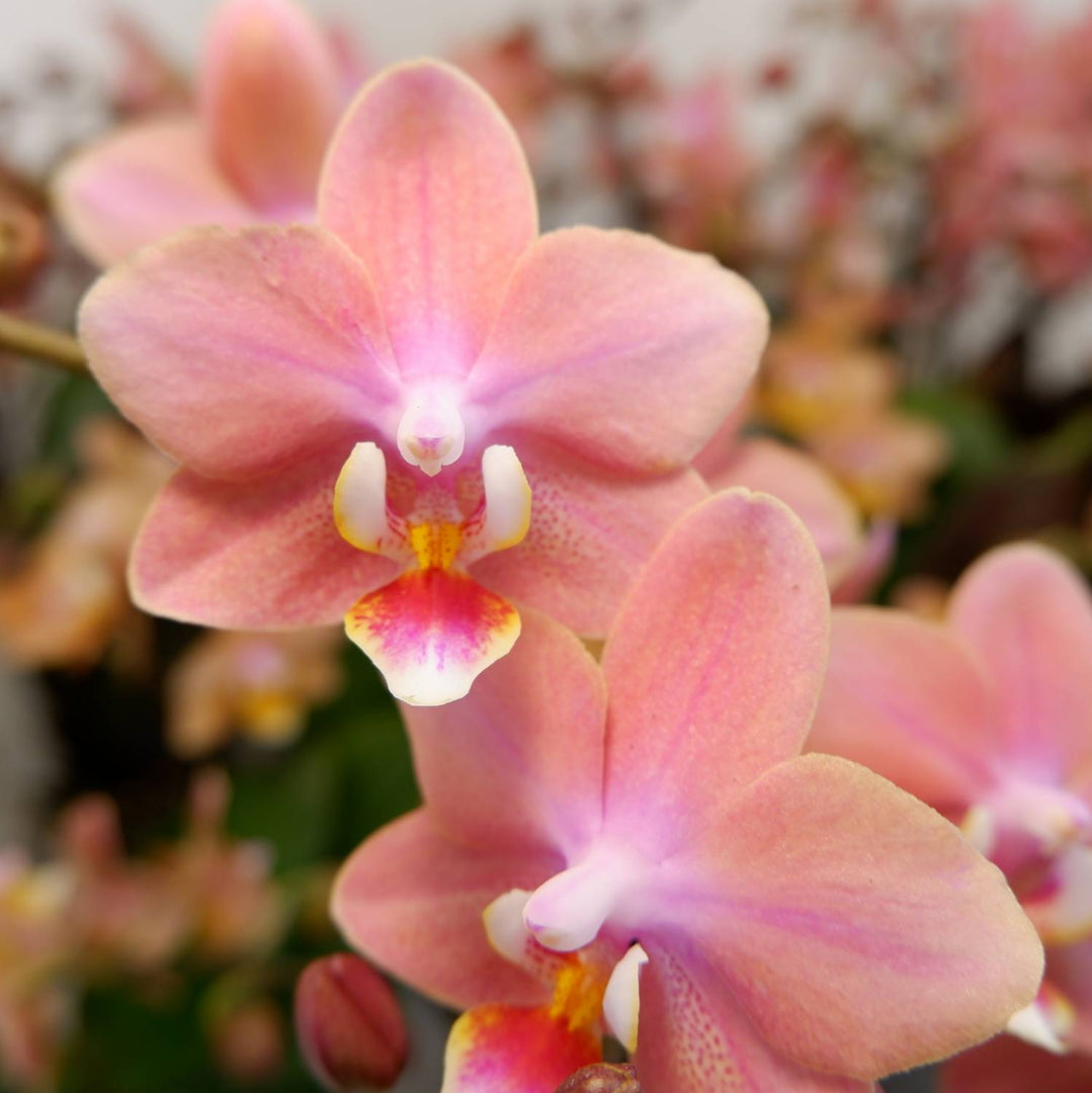 OFFERTA ORCHIDEE PROFUMATE