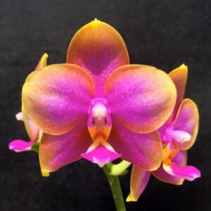 Phalaenopsis Al Redsun Queen 'Caribbean Sunset' (Clone) Mainshow