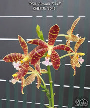 Phalaenopsis Almanis '3045' (= mannii × tetraspis)