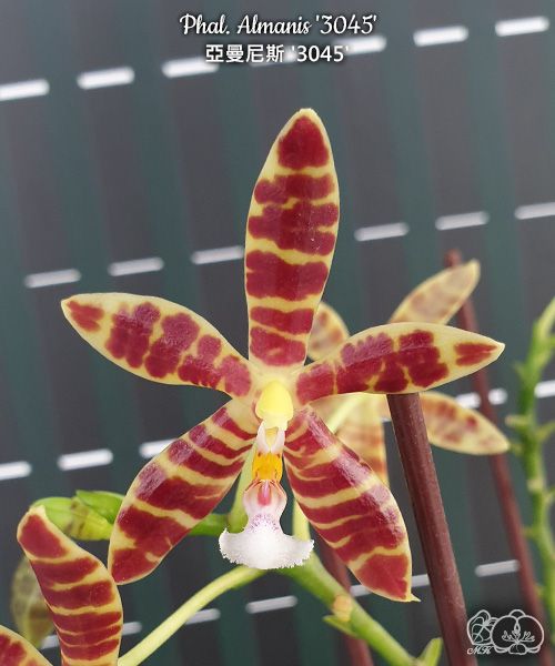 Phalaenopsis Almanis '3045' (= mannii × tetraspis)