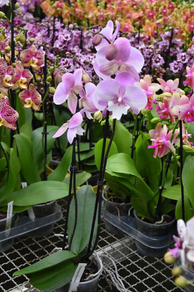 Phalaenopsis Blush Dream