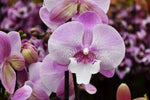 Carica l&#39;immagine nel visualizzatore Galleria, Phalaenopsis Blush Dream
