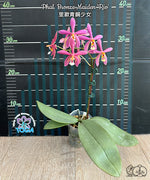 Carica l'immagine nel visualizzatore Galleria, Phalaenopsis Bronze Maiden 'Rio' (schilleriana x mannii 'Black' )