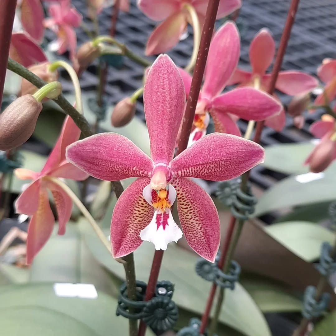 Phalaenopsis Bronze Maiden 'Rio' (schilleriana x mannii 'Black' )