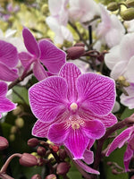 Carica l&#39;immagine nel visualizzatore Galleria, Phalaenopsis Cassiopea
