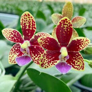 Phalaenopsis Chienlung Black Conch × Cornustris