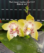 Carica l&#39;immagine nel visualizzatore Galleria, Phalaenopsis Conny&#39;s Sunshine Jewel &#39;669&#39;
