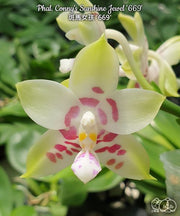 Phalaenopsis Conny's Sunshine Jewel '669'