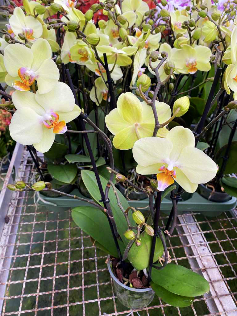 Phalaenopsis Green Apple