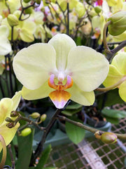Phalaenopsis Green Apple