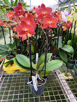 Carica l&#39;immagine nel visualizzatore Galleria, Phalaenopsis Jane Hudson
