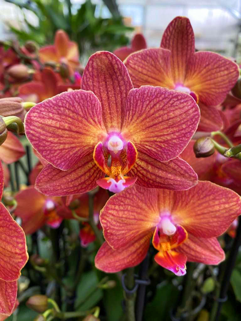 Phalaenopsis Jane Hudson