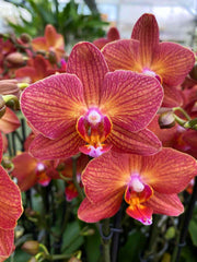 Phalaenopsis Jane Hudson