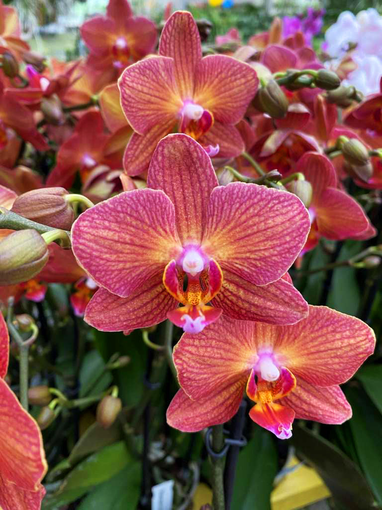 Phalaenopsis Jane Hudson