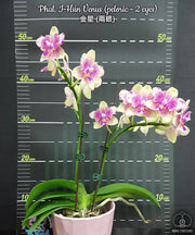 Phalaenopsis I-Hsin Venus (peloric - 2 eyes)